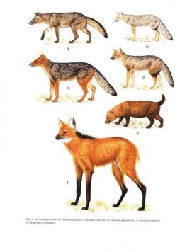 Mammals Of The Neotropics: Volume 2 -Rode Sales Store 10678 2