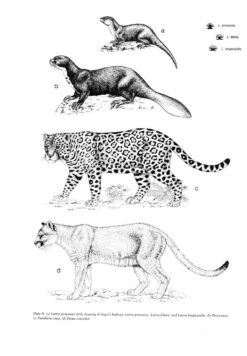 Mammals Of The Neotropics: Volume 2 -Rode Sales Store 10678 3