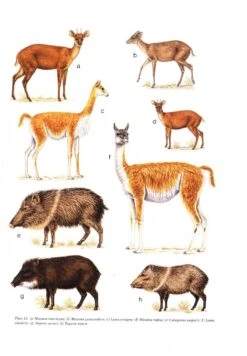 Mammals Of The Neotropics: Volume 2 -Rode Sales Store 10678 4