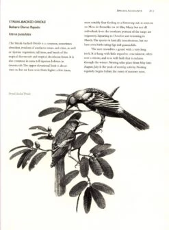 The Birds Of Sonora -Rode Sales Store 107991 3