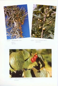 Wild Fruit Tree Of China [Chinese] -Rode Sales Store 113746 2