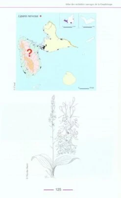 Atlas Des Orchidées Sauvages De La Guadeloupe [Atlas Of Wild Orchids Of Guadeloupe] -Rode Sales Store 127834 2