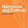 Narcissus And Daffodil