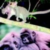 Primate Life Histories And Socioecology