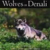 The Wolves Of Denali