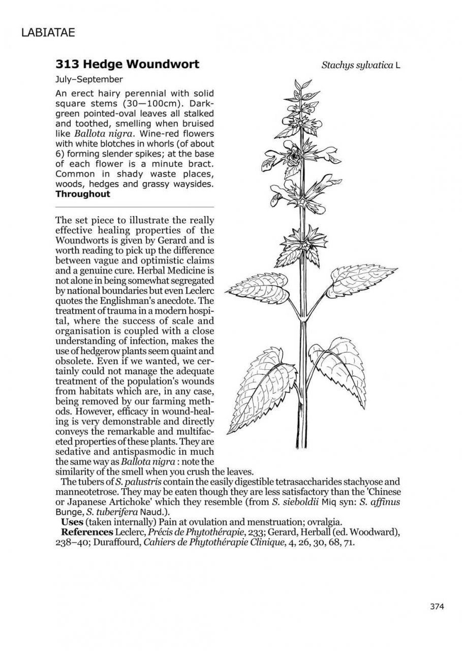 Medicinal Flora Of Britain And Northwestern Europe 2 Medicinal Flora Of Britain And Northwestern Europe - Image 2