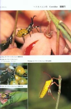 Terrestrial Heteropterans: A Field Guide To Japanese Bugs, Volume 1 [Japanese] -Rode Sales Store 139148 3