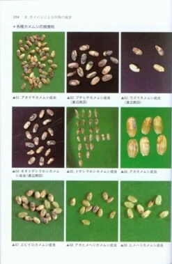 Terrestrial Heteropterans: A Field Guide To Japanese Bugs, Volume 1 [Japanese] -Rode Sales Store 139148 4