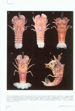 The Indo-Pacific Scyllarine Lobsters (Crustacea, Decapoda, Scyllaridae) -Rode Sales Store 141669 4