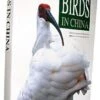 Birds In China