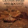 A Guide To Australian Grasshoppers And Locusts