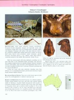 A Guide To Australian Grasshoppers And Locusts -Rode Sales Store 146422 2