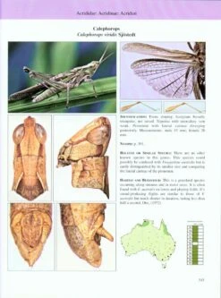 A Guide To Australian Grasshoppers And Locusts -Rode Sales Store 146422 4