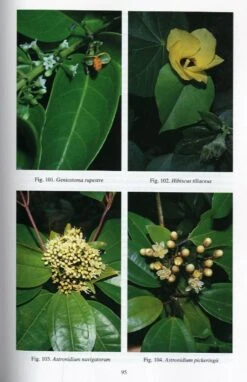 Rainforest Trees Of Samoa -Rode Sales Store 152362 3