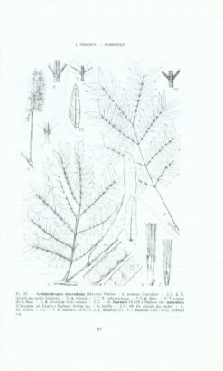Flore De La Nouvelle-Calédonie Et Dépendances, Volume 12: Legumineuses - Mimosoideae, Chrysobalanaceae, Plombaginaceae -Rode Sales Store 154143 3