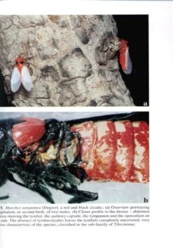 The Insects Of Japan, Volume 1 -Rode Sales Store 165225 2