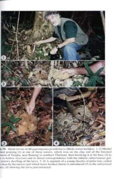 The Insects Of Japan, Volume 1 -Rode Sales Store 165225 3