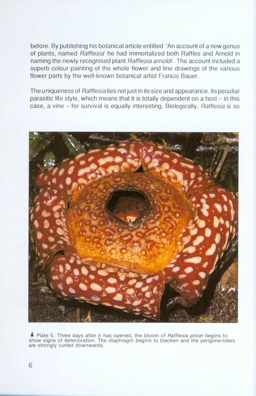 Rafflesia 2 Rafflesia - Image 2