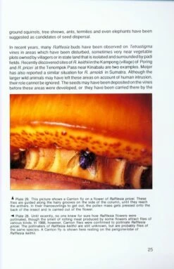 Rafflesia 6 Rafflesia -Rode Sales Store 168874 2