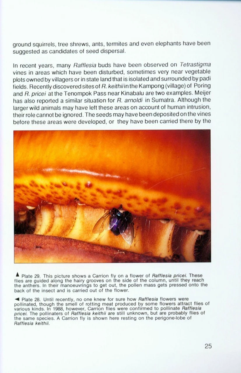 Rafflesia 3 Rafflesia - Image 3