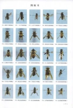 Fauna Of Syrphidae From Mt. Qinling-Bashan In China (Insecta: Diptera) [Chinese] -Rode Sales Store 170605 2