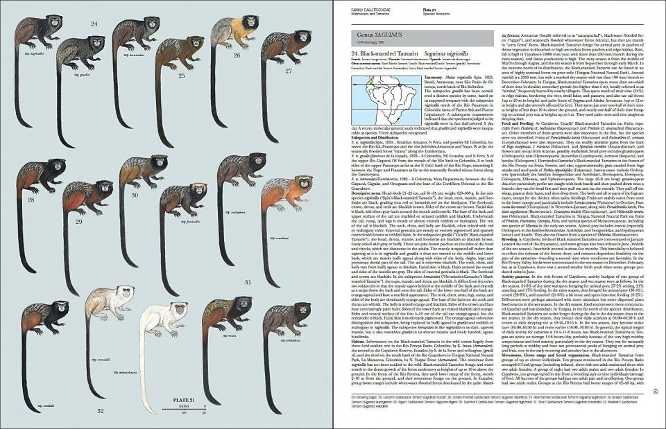 Handbook Of The Mammals Of The World, Volume 3: Primates 3 Handbook Of The Mammals Of The World, Volume 3: Primates - Image 3