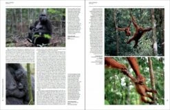 Handbook Of The Mammals Of The World, Volume 3: Primates 10 Handbook Of The Mammals Of The World, Volume 3: Primates -Rode Sales Store 174995 3