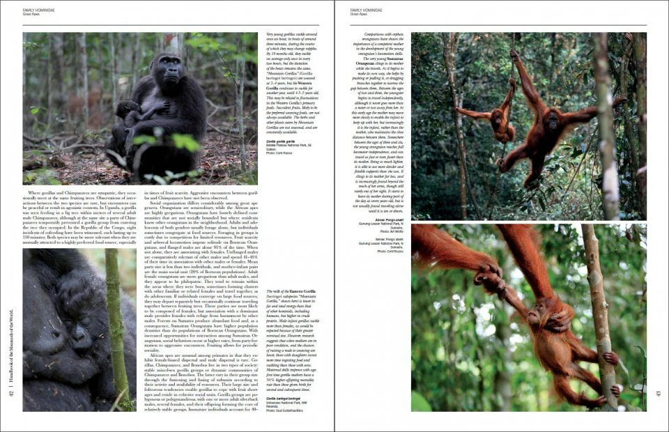 Handbook Of The Mammals Of The World, Volume 3: Primates 4 Handbook Of The Mammals Of The World, Volume 3: Primates - Image 4