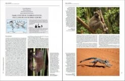 Handbook Of The Mammals Of The World, Volume 3: Primates 13 Handbook Of The Mammals Of The World, Volume 3: Primates -Rode Sales Store 174995 6