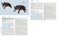 Handbook Of The Mammals Of The World, Volume 9: Bats -Rode Sales Store 175000 02