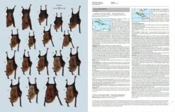 Handbook Of The Mammals Of The World, Volume 9: Bats -Rode Sales Store 175000 05