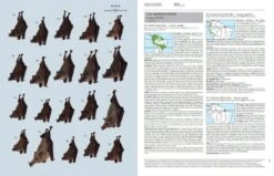 Handbook Of The Mammals Of The World, Volume 9: Bats -Rode Sales Store 175000 07