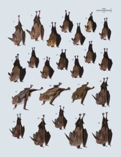 Handbook Of The Mammals Of The World, Volume 9: Bats -Rode Sales Store 175000 12