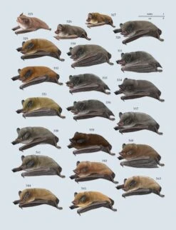 Handbook Of The Mammals Of The World, Volume 9: Bats -Rode Sales Store 175000 14