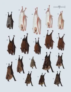 Handbook Of The Mammals Of The World, Volume 9: Bats -Rode Sales Store 175000 15