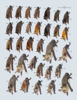 Handbook Of The Mammals Of The World, Volume 9: Bats -Rode Sales Store 175000 16