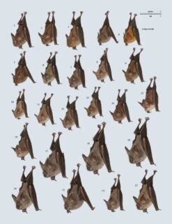 Handbook Of The Mammals Of The World, Volume 9: Bats -Rode Sales Store 175000 17