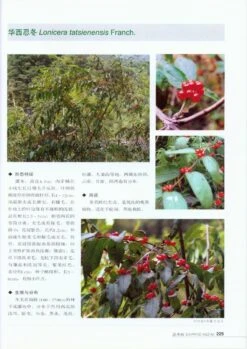 Ornamental Plants Of The East Margin Of The Qinghai-Xizang Plateau Of China [Chinese] -Rode Sales Store 175349 4