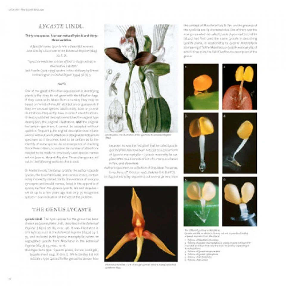 Lycaste, Ida And Anguloa 2 Lycaste, Ida And Anguloa - Image 2