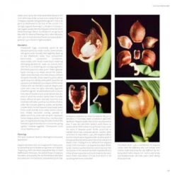 Lycaste, Ida And Anguloa 10 Lycaste, Ida And Anguloa -Rode Sales Store 176014 2