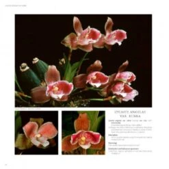 Lycaste, Ida And Anguloa 11 Lycaste, Ida And Anguloa -Rode Sales Store 176014 3