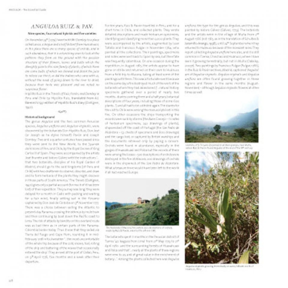 Lycaste, Ida And Anguloa 5 Lycaste, Ida And Anguloa - Image 5