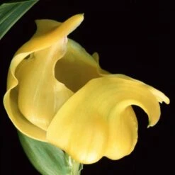 Lycaste, Ida And Anguloa 15 Lycaste, Ida And Anguloa -Rode Sales Store 176014 7