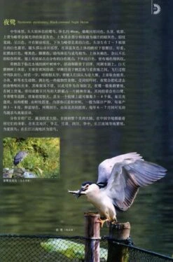 Waterbirds In China [Chinese] -Rode Sales Store 176035 2
