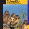 Birding Colorado