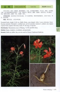 Plants In Beijing -Rode Sales Store 176653 2