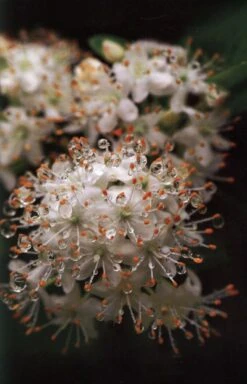 Plants In Beijing -Rode Sales Store 176653 4