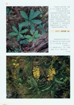 Rare Plants Of China [Chinese] -Rode Sales Store 179097 2