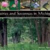 Prairies And Savannas In Michigan