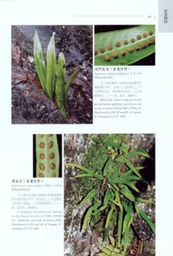Native Ferns And Fern Allies Of Yunnan China In Colour [English / Chinese] -Rode Sales Store 184669 4